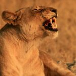 Lily James Instagram - Once in a lifetime. Thank you @greatplainsconservation for an unbelievable safari experience. Can’t wait to share the rest of my journey through Botswana @onlynaturaldiamonds @onlynaturaldiamonds_in @onlynaturaldiamonds_ae #conservationtourism #safarimoments And thank you Greg @safarifootprints 🫶🏻 Botswana Africa