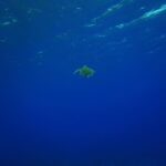 Lim Se-mi Instagram - Tubbataha Reefs Natural Park 🇵🇭 투바타하 산호초 국립공원 바다를 만나고 왔어요 MPA 해양보호구역으로 지정된 투바타하는 정말 수 많은 바다생명 물살이들이 가득하고 산호초도 셀 수 없는 종들이 함께 살아가고 있었어요. 🐠🪼🦐🐟🦞🐬🦀🐳🐋🐡🦈 유튜브 세미의절기 ‘처서’편에 바다 영상들이 있어요 🤿💙 📷 @rheec_ @hyojune_shim @tekyoungryu 📼@highmiles_official #tubbataha #투바타하 #ScubaDiving #세미의절기 #처서