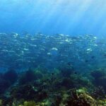 Lim Se-mi Instagram - Tubbataha Reefs Natural Park 🇵🇭 투바타하 산호초 국립공원 바다를 만나고 왔어요 MPA 해양보호구역으로 지정된 투바타하는 정말 수 많은 바다생명 물살이들이 가득하고 산호초도 셀 수 없는 종들이 함께 살아가고 있었어요. 🐠🪼🦐🐟🦞🐬🦀🐳🐋🐡🦈 유튜브 세미의절기 ‘처서’편에 바다 영상들이 있어요 🤿💙 📷 @rheec_ @hyojune_shim @tekyoungryu 📼@highmiles_official #tubbataha #투바타하 #ScubaDiving #세미의절기 #처서