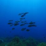 Lim Se-mi Instagram - Tubbataha Reefs Natural Park 🇵🇭 투바타하 산호초 국립공원 바다를 만나고 왔어요 MPA 해양보호구역으로 지정된 투바타하는 정말 수 많은 바다생명 물살이들이 가득하고 산호초도 셀 수 없는 종들이 함께 살아가고 있었어요. 🐠🪼🦐🐟🦞🐬🦀🐳🐋🐡🦈 유튜브 세미의절기 ‘처서’편에 바다 영상들이 있어요 🤿💙 📷 @rheec_ @hyojune_shim @tekyoungryu 📼@highmiles_official #tubbataha #투바타하 #ScubaDiving #세미의절기 #처서