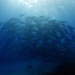 Lim Se-mi Instagram - Tubbataha Reefs Natural Park 🇵🇭 투바타하 산호초 국립공원 바다를 만나고 왔어요 MPA 해양보호구역으로 지정된 투바타하는 정말 수 많은 바다생명 물살이들이 가득하고 산호초도 셀 수 없는 종들이 함께 살아가고 있었어요. 🐠🪼🦐🐟🦞🐬🦀🐳🐋🐡🦈 유튜브 세미의절기 ‘처서’편에 바다 영상들이 있어요 🤿💙 📷 @rheec_ @hyojune_shim @tekyoungryu 📼@highmiles_official #tubbataha #투바타하 #ScubaDiving #세미의절기 #처서