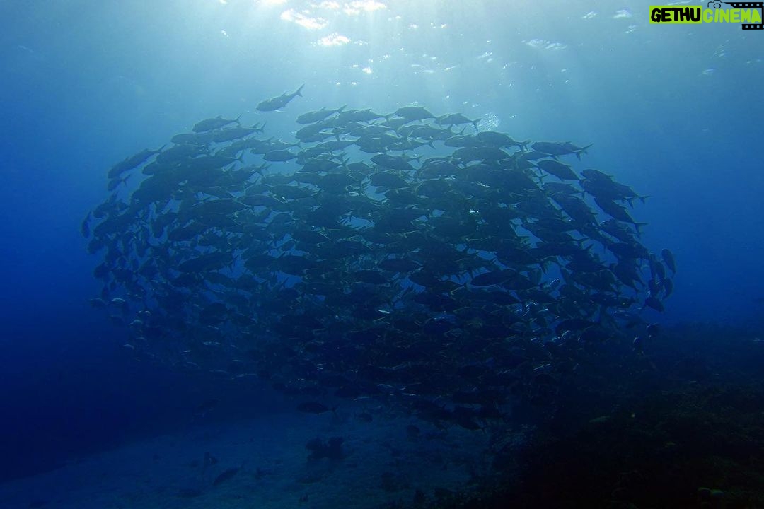 Lim Se-mi Instagram - Tubbataha Reefs Natural Park π΅π ν¬λ°νν μ°νΈμ΄ κ΅λ¦½κ³΅μ λ°λ€λ₯Ό λ§λκ³ μμ΄μ MPA ν΄μ보νΈκ΅¬μμΌλ‘ μ§μ λ ν¬λ°ννλ μ λ§ μ λ§μ λ°λ€μλͺ
λ¬Όμ΄μ΄λ€μ΄ κ°λνκ³ μ°νΈμ΄λ μ
μ μλ μ’
λ€μ΄ ν¨κ» μ΄μκ°κ³ μμμ΄μ. π πͺΌπ¦ππ¦π¬π¦π³ππ‘π¦ μ νλΈ μΈλ―Έμμ κΈ° βμ²μβνΈμ λ°λ€ μμλ€μ΄ μμ΄μ π€Ώπ π· @rheec_ @hyojune_shim @tekyoungryu πΌ@highmiles_official #tubbataha #ν¬λ°νν #ScubaDiving #μΈλ―Έμμ κΈ° #μ²μ
