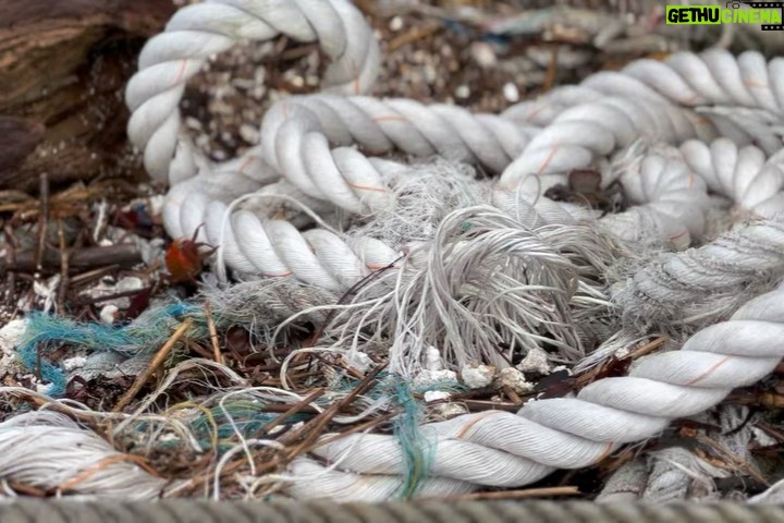 Lim Se-mi Instagram - FOR CLEAN OCEAN @pesce.co 바다를 아끼고 보호하는 페셰의 해변청소에 (@seashepherd_korea )시셰퍼드 활동가로 흑미와 다녀왔습니다. 몇 년 동안 다닌 무의도의 쓰레기들은 여전히 수산어업의 쓰레기가 넘쳐납니다. 바다는 지구에서 가장 많은 이산화탄소를 흡수한다고 합니다. 우리는 바다를 보호하고 지켜야 합니다. 🐋 #pesce #seashepherd #페셰 #시셰퍼드코리아 📷color @leewooyeols black @1_starim