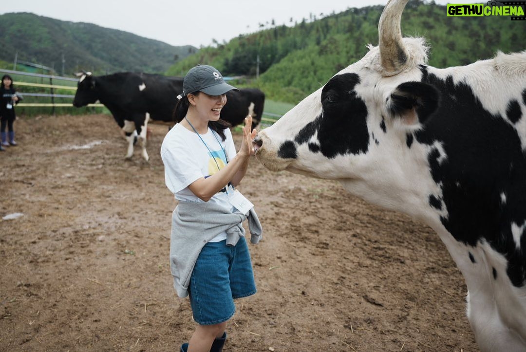 Lim Se-mi Instagram - 달뜨는 보금자리 @newmoon.sanctuary @donghaemul_alw 우유와 고기로 착취되는 것이 아니라 생명을 가진 동물로 늙어가도록 만들어진 소들의 보금자리(Sanctuary) 강원도 인제에 있는 동물해방물결의 달뜨는 보금자리에 다녀왔어요. 소들이 좋아하는 양삼(KENAF)이라는 식물도 심었습니다. 양삼은 이산화탄소 흡수 능력이 뛰어나 기후 위기 대응 식물이래요. 지난해 구조되고 임시축사에서 만났을 때와는 냄새도 모습도 달랐습니다. 이들은 자유로이 걷기도 앉아 쉬기도 눕기도 하고 자신의 털을 정리하기도 하며 궁금한 것은 다가가 보고 냄새를 맡았어요. 나의 룸메이트 흑미와 다르지 않은 느끼는 존재였습니다. 멈춰버린 폐교와 뒷뜰에 꽃풀소 생명이, 청년들이 함께 마을 공동체가 되었습니다. 소들을 살리니 마을이 살아납니다. 마을 어르신들이 마을에서 나고 자란 채소로 직접 만든 비건 밥상도 맛나고 든든하게 잘 먹었습니다 ! #동물해방물결 #달뜨는보금자리 #느끼는모두에게자유를 📷 @leeseung_chan 강원도 인제군