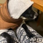 Lim Se-mi Instagram - 국제 강아지의 날🐾 동물들이 모두 평화롭기를 - * 엄마가 드라마를 보시곤 집 밖에 나가면 조심하라고(?) 전화가 왔어요. 드라마는 드라마로 즐(?)기시고 안전한 봄 되세요 🫶🏿