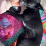 Lim Se-mi Instagram - 국제 강아지의 날🐾 동물들이 모두 평화롭기를 - * 엄마가 드라마를 보시곤 집 밖에 나가면 조심하라고(?) 전화가 왔어요. 드라마는 드라마로 즐(?)기시고 안전한 봄 되세요 🫶🏿