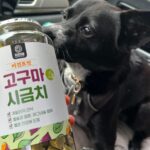 Lim Se-mi Instagram - 국제 강아지의 날🐾 동물들이 모두 평화롭기를 - * 엄마가 드라마를 보시곤 집 밖에 나가면 조심하라고(?) 전화가 왔어요. 드라마는 드라마로 즐(?)기시고 안전한 봄 되세요 🫶🏿