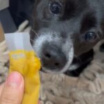 Lim Se-mi Instagram – 국제 강아지의 날🐾 동물들이 모두 평화롭기를 – 

* 엄마가 드라마를 보시곤 집 밖에 나가면 조심하라고(?) 전화가 왔어요. 드라마는 드라마로 즐(?)기시고 안전한 봄 되세요 🫶🏿