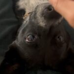 Lim Se-mi Instagram - 국제 강아지의 날🐾 동물들이 모두 평화롭기를 - * 엄마가 드라마를 보시곤 집 밖에 나가면 조심하라고(?) 전화가 왔어요. 드라마는 드라마로 즐(?)기시고 안전한 봄 되세요 🫶🏿