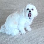 Lisa Kudrow Instagram - My Dog by Edvard Munch #art. #edvardmunch