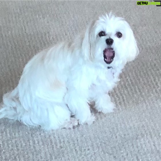 Lisa Kudrow Instagram - My Dog by Edvard Munch #art. #edvardmunch