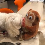 Lisa Kudrow Instagram - My lovely is a fan of Tchotchke from @housebrokenfox Tchotchke is getting nervous...