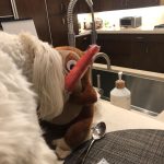 Lisa Kudrow Instagram - My lovely is a fan of Tchotchke from @housebrokenfox Tchotchke is getting nervous...