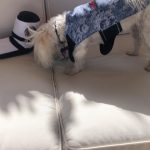 Lisa Kudrow Instagram - @spaceforce cares about dogs