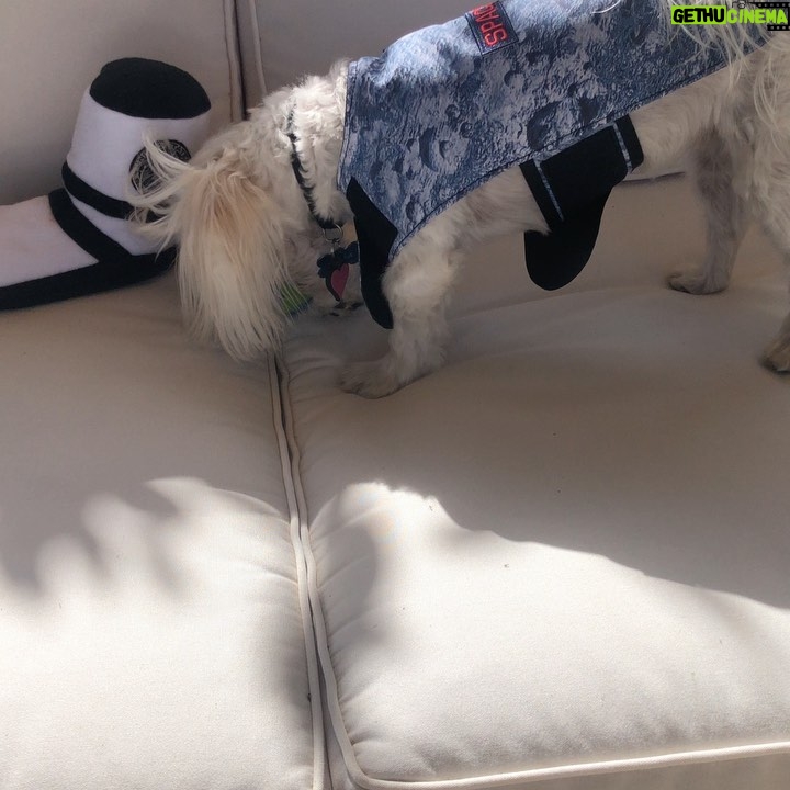 Lisa Kudrow Instagram - @spaceforce cares about dogs