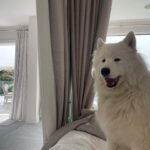 Lisa Vanderpump Instagram – Good morning…
