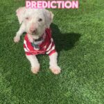 Lisa Vanderpump Instagram – And our Vanderpups Super Bowl LVIII prediction is……. 🫢‼️ All of the pups seen in this video are looking to win big themselves and score their forever home! Can you help us share this video and spread the word about these sweet pups who are so deserving of a home to call their own?

If you are interested in learning more about any of our Vanderpups, please email us at adoptions@vanderpumpdogs.org 💖 Vanderpump Dogs