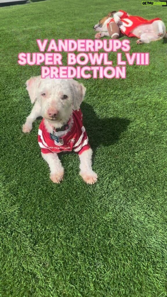Lisa Vanderpump Instagram - And our Vanderpups Super Bowl LVIII prediction is……. 🫢‼️ All of the pups seen in this video are looking to win big themselves and score their forever home! Can you help us share this video and spread the word about these sweet pups who are so deserving of a home to call their own? If you are interested in learning more about any of our Vanderpups, please email us at adoptions@vanderpumpdogs.org 💖 Vanderpump Dogs