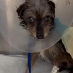 Lisa Vanderpump Instagram – Tomorrow is #GivingTuesday , the international day of giving that is essential to non-profits around the world. @vanderpumpdogs is so proud to have saved almost 2500 dogs domestically from horrific fates, and we are determined to help even more. Together, we can save so many more than we can alone.

Our Emergency Medical Fund allows us to save dogs in critical condition, and give them a fighting chance, when other rescues aren’t able to help them. We are committed to leaving no dog behind, but it’s with your help that we can do even more than we can alone. Please consider donating even $1 to our 501(c)(3) non-profit this Giving Tuesday, or any animal rescue facility. It truly does go a long way, and we are so grateful for anyone who gets involved. If you can’t donate, please share and spread the word! To help, visit VanderpumpDogs.org/donate or click the fundraiser link in this post or my bio! Thank you!!!