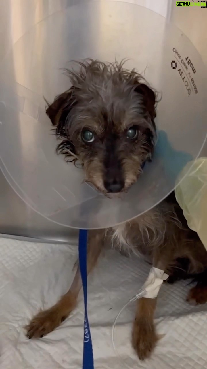 Lisa Vanderpump Instagram - Tomorrow is #GivingTuesday , the international day of giving that is essential to non-profits around the world. @vanderpumpdogs is so proud to have saved almost 2500 dogs domestically from horrific fates, and we are determined to help even more. Together, we can save so many more than we can alone. Our Emergency Medical Fund allows us to save dogs in critical condition, and give them a fighting chance, when other rescues aren’t able to help them. We are committed to leaving no dog behind, but it’s with your help that we can do even more than we can alone. Please consider donating even $1 to our 501(c)(3) non-profit this Giving Tuesday, or any animal rescue facility. It truly does go a long way, and we are so grateful for anyone who gets involved. If you can’t donate, please share and spread the word! To help, visit VanderpumpDogs.org/donate or click the fundraiser link in this post or my bio! Thank you!!!