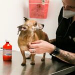 Lisa Vanderpump Instagram – I’m so honored to share that today marks the 6th Anniversary of The Vanderpump Dog Foundation’s Rescue Center on Third Street @vanderpumpdogs ! The amount of dogs that we have saved, rehabilitated and rehomed to loving families is something I will always be so proud of. Giggy was my biggest inspiration for starting our 501(c)(3) non-profit, and his legacy will live on in all of the lives we have been able to save. Thank you to our dedicated and selfless team; everyone who works and volunteers at our Rescue Center – you are the reason we’ve been able to do what we do. And thank you to everyone who has supported us and our Rescue Mission over the past six years! Without you, it wouldn’t be possible! Cheers to saving more dogs all over the world!