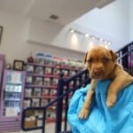Lisa Vanderpump Instagram – I’m so honored to share that today marks the 6th Anniversary of The Vanderpump Dog Foundation’s Rescue Center on Third Street @vanderpumpdogs ! The amount of dogs that we have saved, rehabilitated and rehomed to loving families is something I will always be so proud of. Giggy was my biggest inspiration for starting our 501(c)(3) non-profit, and his legacy will live on in all of the lives we have been able to save. Thank you to our dedicated and selfless team; everyone who works and volunteers at our Rescue Center – you are the reason we’ve been able to do what we do. And thank you to everyone who has supported us and our Rescue Mission over the past six years! Without you, it wouldn’t be possible! Cheers to saving more dogs all over the world!