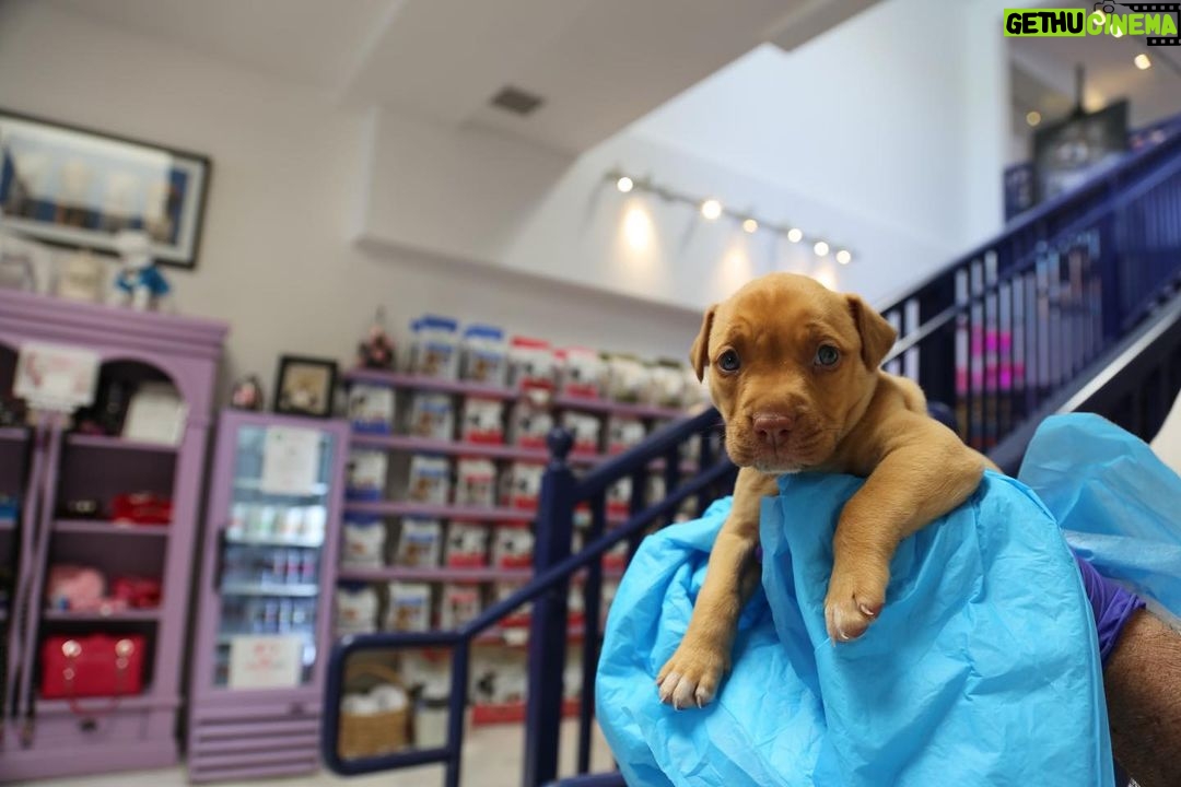 Lisa Vanderpump Instagram - I’m so honored to share that today marks the 6th Anniversary of The Vanderpump Dog Foundation’s Rescue Center on Third Street @vanderpumpdogs ! The amount of dogs that we have saved, rehabilitated and rehomed to loving families is something I will always be so proud of. Giggy was my biggest inspiration for starting our 501(c)(3) non-profit, and his legacy will live on in all of the lives we have been able to save. Thank you to our dedicated and selfless team; everyone who works and volunteers at our Rescue Center - you are the reason we’ve been able to do what we do. And thank you to everyone who has supported us and our Rescue Mission over the past six years! Without you, it wouldn’t be possible! Cheers to saving more dogs all over the world!