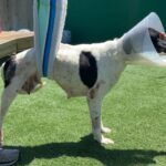 Lisa Vanderpump Instagram – I’m so honored to share that today marks the 6th Anniversary of The Vanderpump Dog Foundation’s Rescue Center on Third Street @vanderpumpdogs ! The amount of dogs that we have saved, rehabilitated and rehomed to loving families is something I will always be so proud of. Giggy was my biggest inspiration for starting our 501(c)(3) non-profit, and his legacy will live on in all of the lives we have been able to save. Thank you to our dedicated and selfless team; everyone who works and volunteers at our Rescue Center – you are the reason we’ve been able to do what we do. And thank you to everyone who has supported us and our Rescue Mission over the past six years! Without you, it wouldn’t be possible! Cheers to saving more dogs all over the world!
