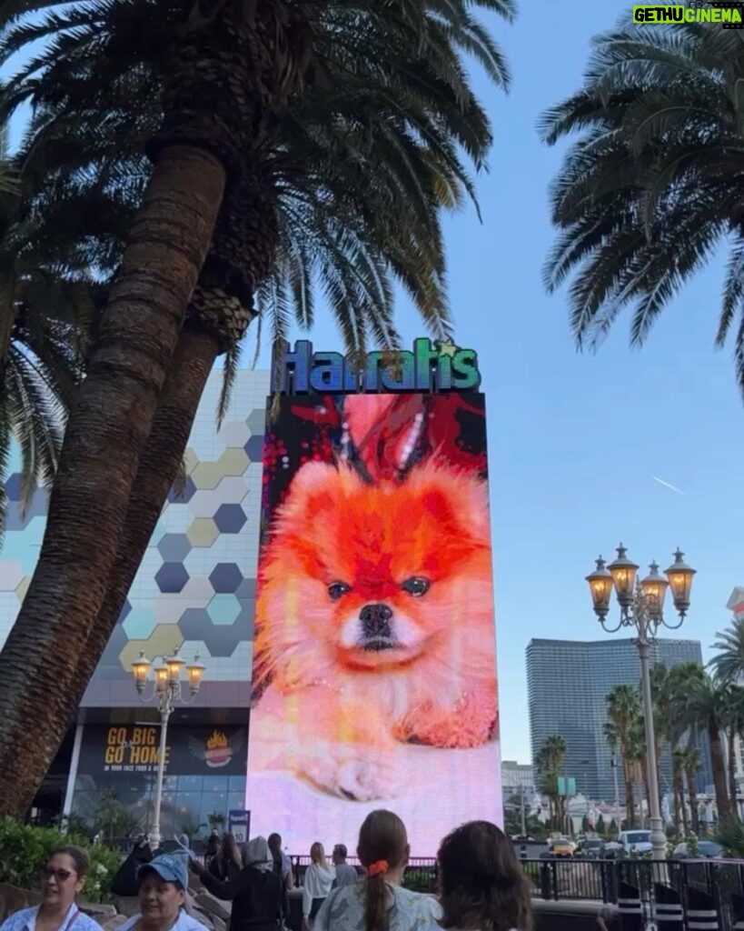 Lisa Vanderpump Instagram - How did I get here? From the pound, to billboards in Vegas! Sniff out your dreams! 😂 #Puffy @vanderpumpparis