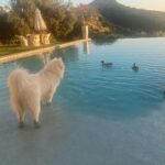 Lisa Vanderpump Instagram - All fluffy, furry, flying people… Welcome at Villa Rosa 😂
