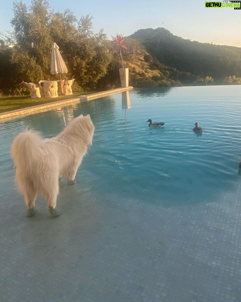 Lisa Vanderpump Instagram - All fluffy, furry, flying people… Welcome at Villa Rosa 😂