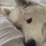 Lisa Vanderpump Instagram - I just know they make us feel so much better …happy Sunday…