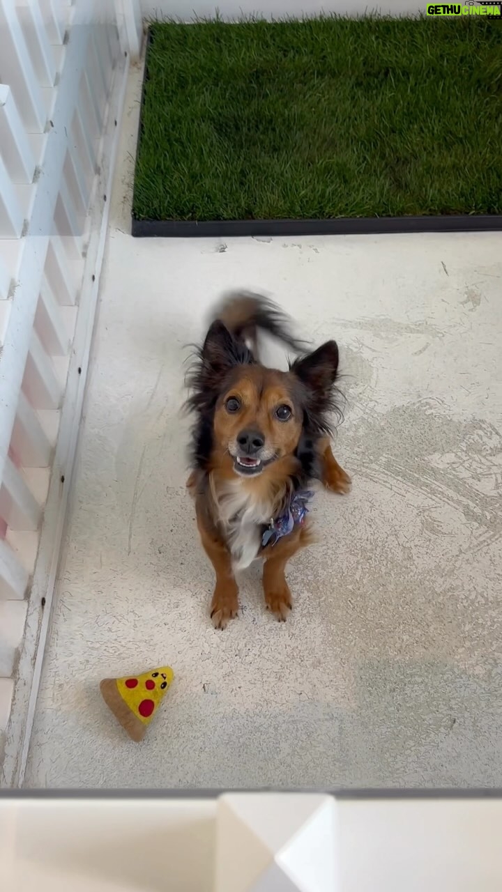 Lisa Vanderpump Instagram - We need homes!!! We hope Santa Paws š¾ comes to town and brings all of our precious #Vanderpups forever homes this Christmas! š If youāre looking for a new companion, please consider visiting @VanderpumpDogs this holiday season, or any shelter, and letās give these pups the lives they deserve. If you canāt adopt, foster; if you canāt foster, donate; if you canāt donate, volunteer; or even just spread the word! Every second spent helping these furry guys makes a difference. Letās find some homes for deserving pups this holiday season! Vanderpump Dogs