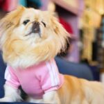 Lisa Vanderpump Instagram - Our @VanderpumpDogs CYBER MONDAY SALE is here and it’s the perfect way to help rescue dogs in need… and get a little something for yourself too! Our merchandise is 100% nonprofit, and every purchase goes directly towards our rescue efforts! Enjoy 50% off all our merchandise in-store and online TODAY ONLY at Shop.VanderpumpDogs.org (link in bio!) 🐾