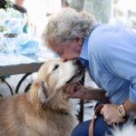 Lisa Vanderpump Instagram - What a lovely boy, Rumpy passed away from cancer a few hours after we returned from London .. he waited for us . We will always love him 💔