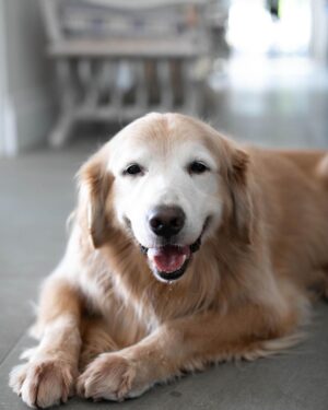 Lisa Vanderpump Instagram - What a lovely boy, Rumpy passed away from cancer a few hours after we returned from London .. he waited for us . We will always love him 💔
