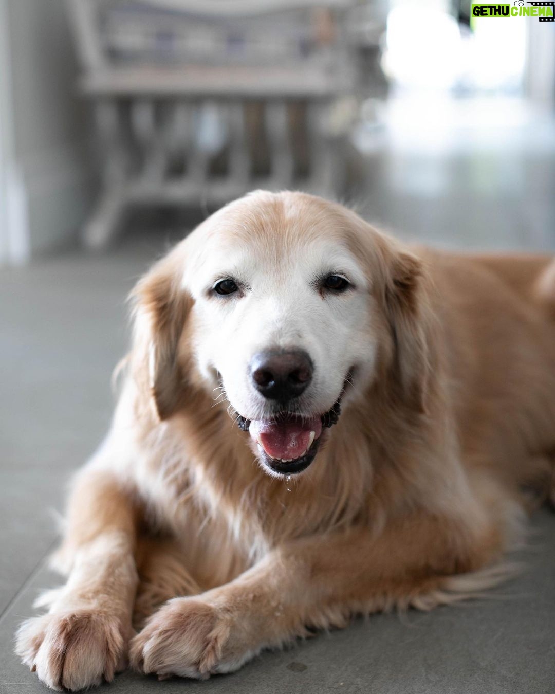 Lisa Vanderpump - 229.8K Likes - What a lovely boy, Rumpy passed away from cancer a few hours after we returned from London .. he waited for us . We will always love him 💔
