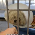 Lisa Vanderpump Instagram - Tomorrow is GIVING TUESDAY‼️ One of the biggest fundraising days for nonprofits, helping charities meet their goals to continue their life saving work. We hope this Giving Tuesday you will support a nonprofit that is near and dear to your heart. Today we are highlighting Judy, who went from a severe injury putting her at risk of being euthanized and the doctors unsure as to whether she would walk again, to running happily in her new back yard with her amazing forever family. Thanks to the incredible work of the vets at @mashvet and to all of YOU and your generous donations. Thank you for supporting Vanderpump Dogs so we can continue our work rescuing dogs worldwide! 💖