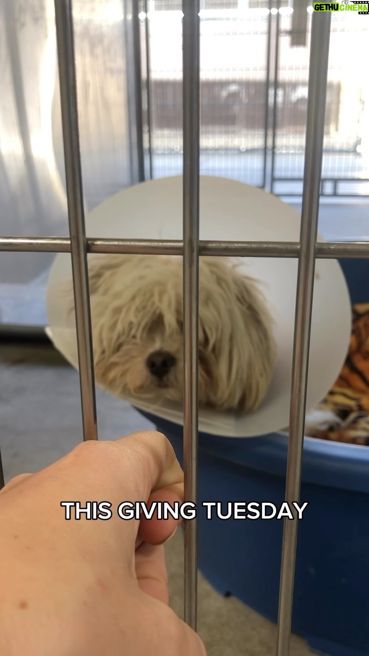 Lisa Vanderpump Instagram - Tomorrow is GIVING TUESDAY‼️ One of the biggest fundraising days for nonprofits, helping charities meet their goals to continue their life saving work. We hope this Giving Tuesday you will support a nonprofit that is near and dear to your heart. Today we are highlighting Judy, who went from a severe injury putting her at risk of being euthanized and the doctors unsure as to whether she would walk again, to running happily in her new back yard with her amazing forever family. Thanks to the incredible work of the vets at @mashvet and to all of YOU and your generous donations. Thank you for supporting Vanderpump Dogs so we can continue our work rescuing dogs worldwide! 💖