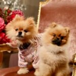 Lisa Vanderpump Instagram – The rivalry is real 😂 @vanderpumpvilla trailer is out NOW! #Puffy #Donut #VanderpumpVilla @hulu