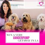 Lisa Vanderpump Instagram - COME MEET ME IN LA! 🐶 we are flying someone to LA for AN EPIC WEEKEND with a @prizeo giveaway to benefit @vanderpumpdogs !!! Could it be you? Tag who you’d bring as your +1 in the comments⬇️ and enter to win at VanderpumpVIP.com This Very Vanderpump Getaway includes: ✨2 VIP tickets to World Dog Day on Dec 2 ✨Roundtrip airfare & fabulous hotel stay for 2 nights ✨Happy hour with me and Ken at TomTom ✨Dinner for 2 at TomTom and SUR ✨Puppy playdate at the Vanderpump Dogs Rescue Center Enter now! See you there!!!