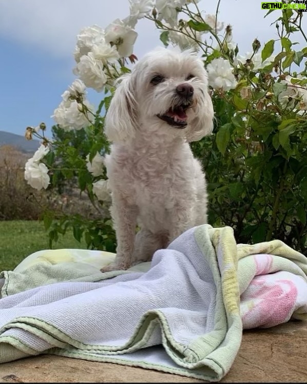 Lizzo Instagram - I’m not ok im so heartbroken rip Pooka