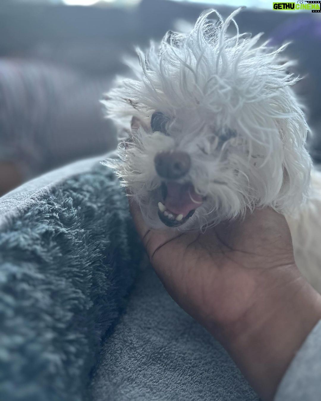 Lizzo Instagram - I’m not ok im so heartbroken rip Pooka