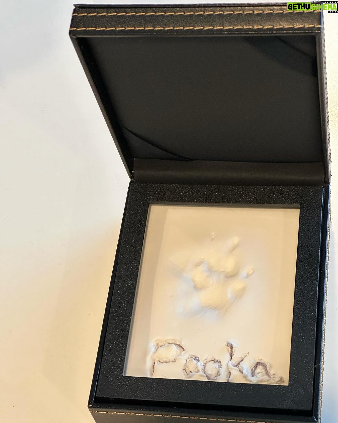 Lizzo Instagram - I’m not ok im so heartbroken rip Pooka