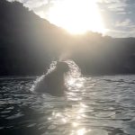 Lizzo Instagram - Saving the orcas one hair whip at a time 🧜🏾‍♀️