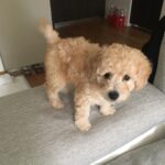 Lorenzo Ostuni Instagram - my boy