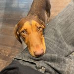 Louis Partridge Instagram – Choose dog