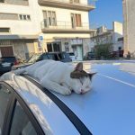 Louis Partridge Instagram - Cat on a hot tin roof