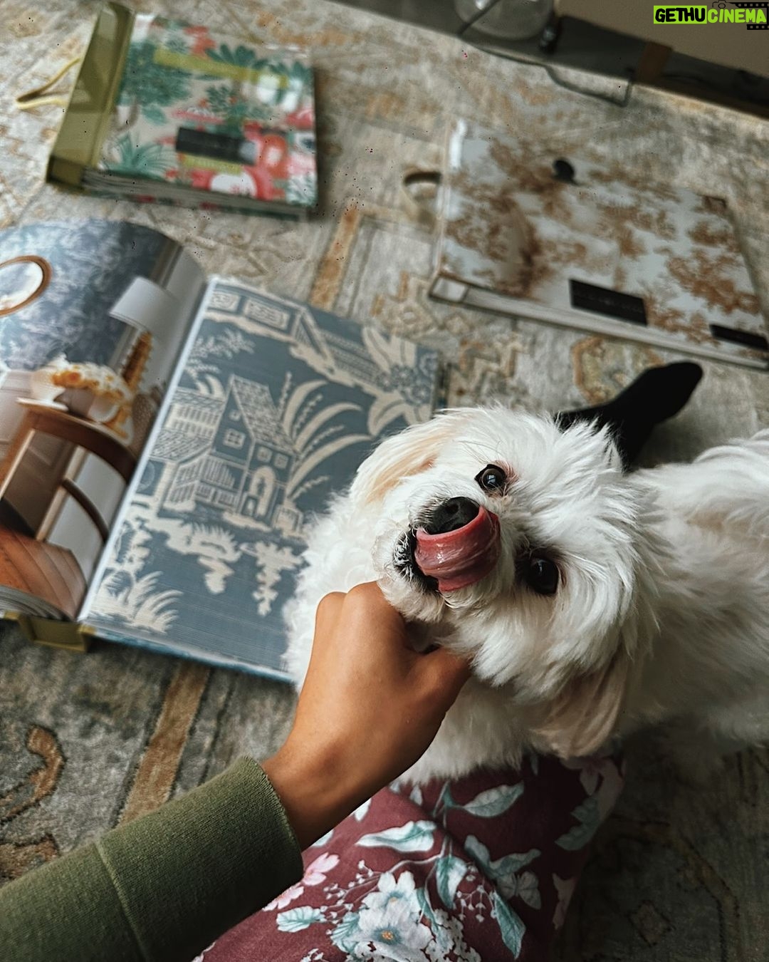 Lovi Poe Instagram - I think Señor approves of this wallpaper 🤍