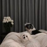 Lovi Poe Instagram – Is it eating time yet? 🐾